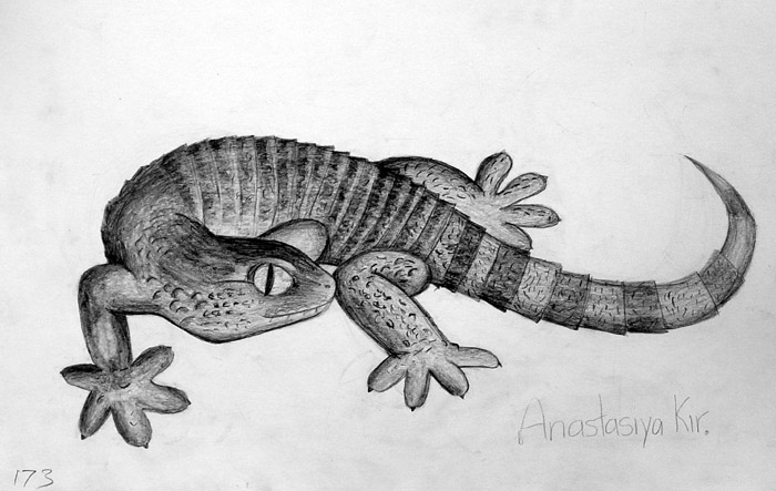 Lizard