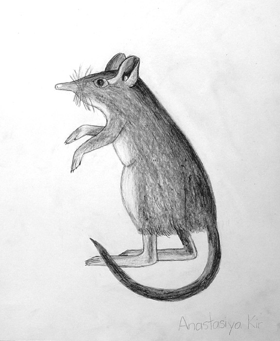 Mouse