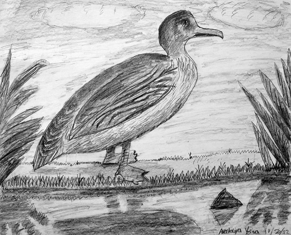 Duck