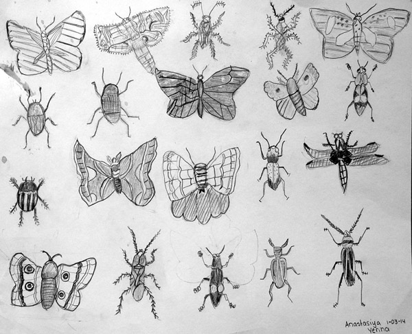 Insects