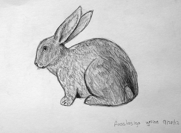 Rabbit