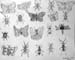 Insects