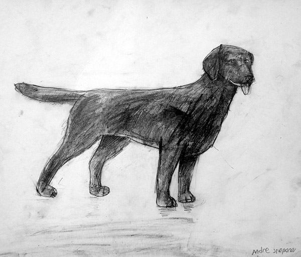 Dog