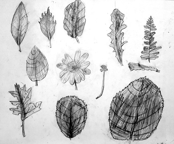 Leaves