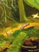 Landscape_1,_(study)_oil