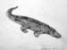 Crocodile