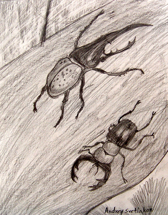 Beetles