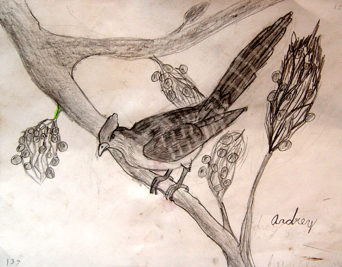 Bird