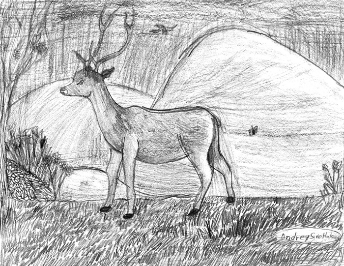 Deer