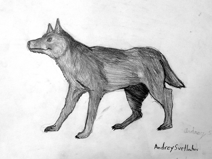 Wolf