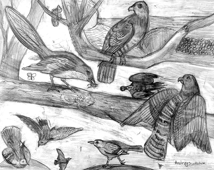 Birds