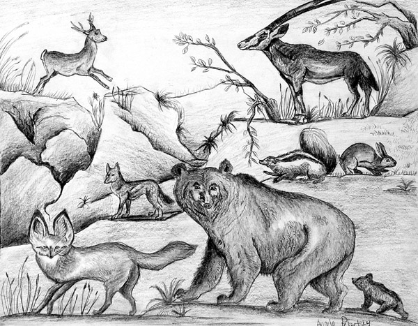 Animals
