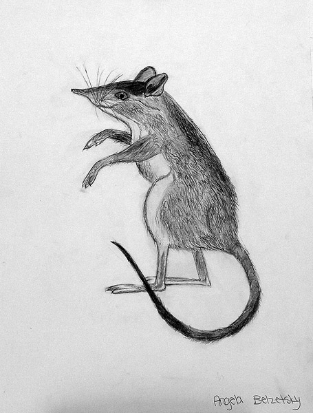 Mouse