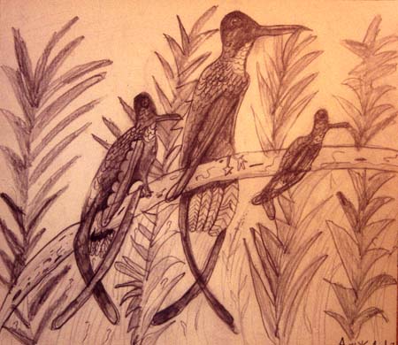 Birds