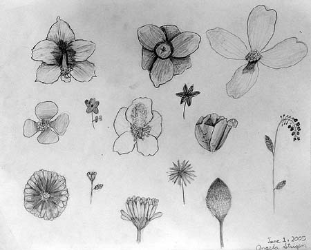 Sketches_(flowers)