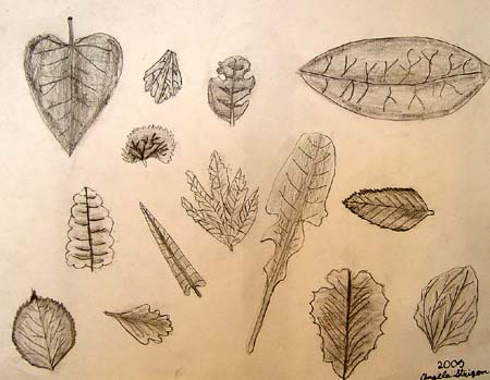 Sketches_(leaves)
