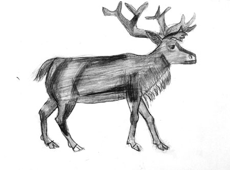 Elk
