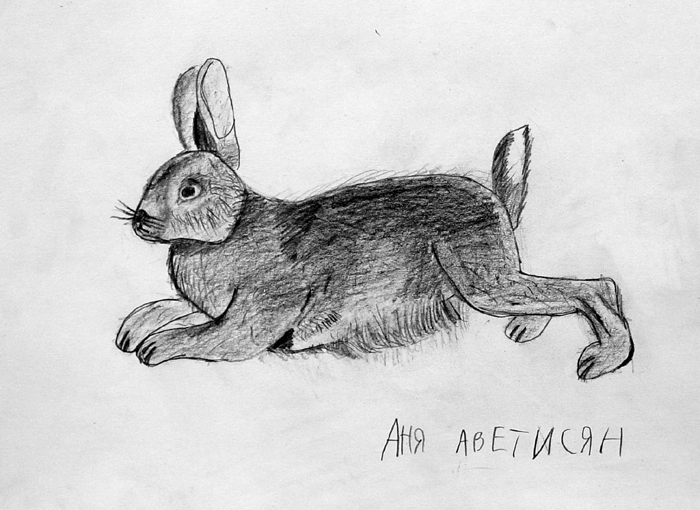Rabbit