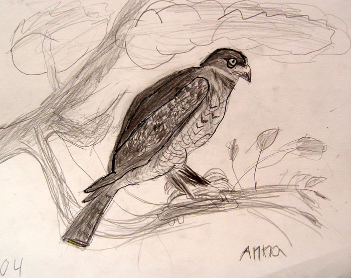 Bird