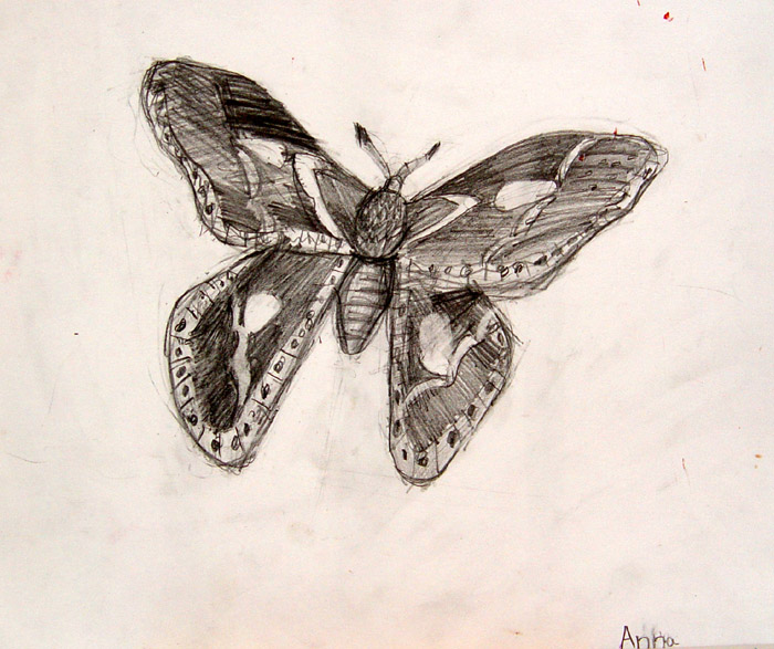Butterfly