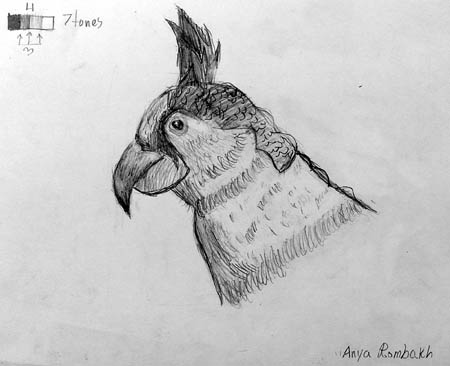 Bird