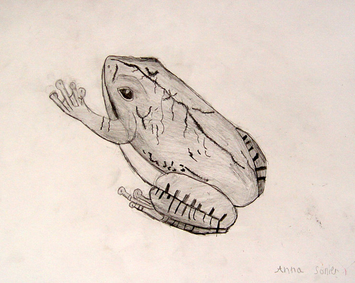 Frog