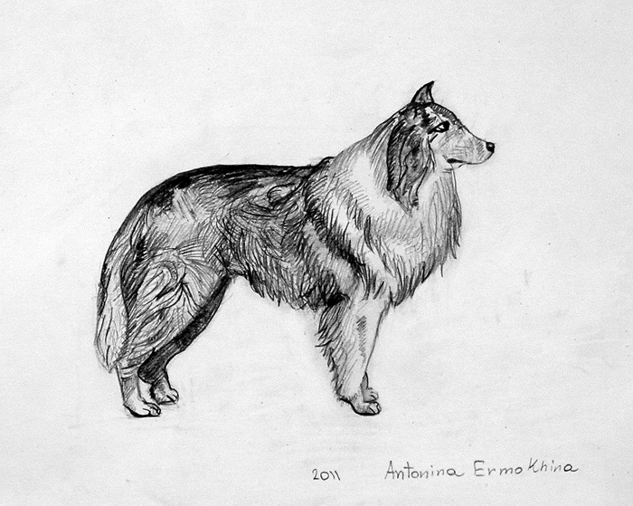 Dog