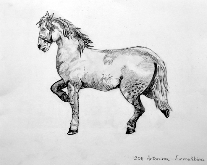 Horse