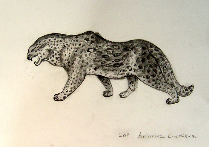 Leopard