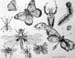 Insects