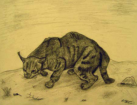 Lynx