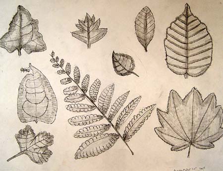 Sketches_(leaves)