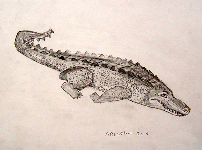 Crocodile