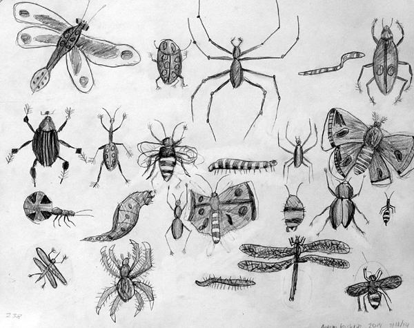 Insects