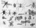 Insects