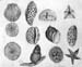 Shells