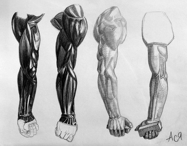 Human_anatomy_1_(study)
