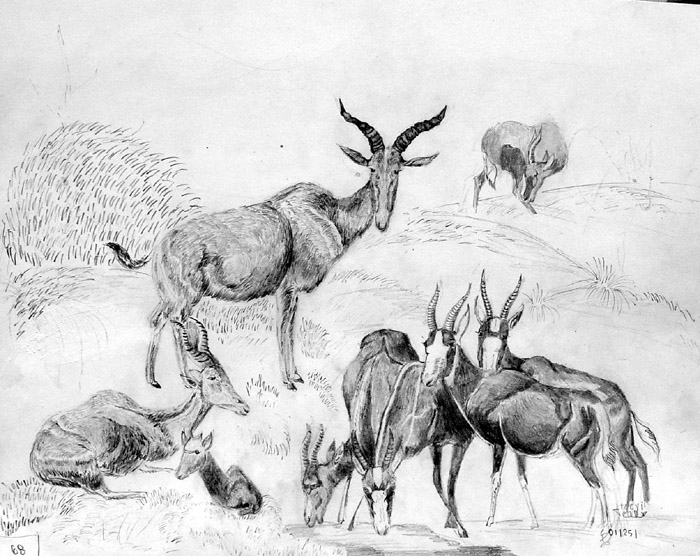 Animals_1