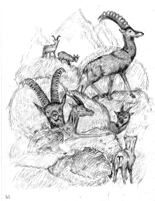 Animals_2