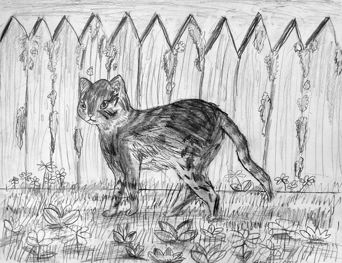 Cat