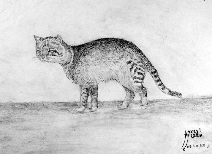 Cat_2