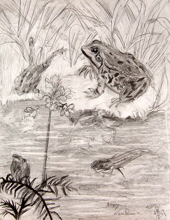 Frogs