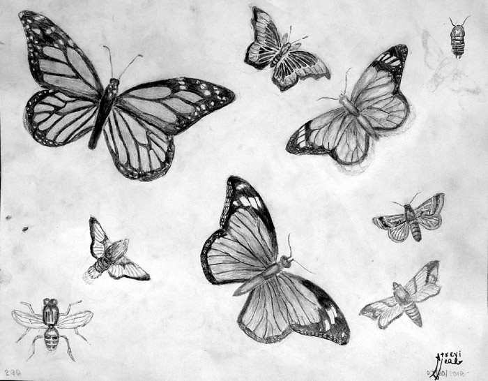 Insects