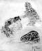 Frogs_2