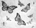 Insects