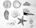 Shells