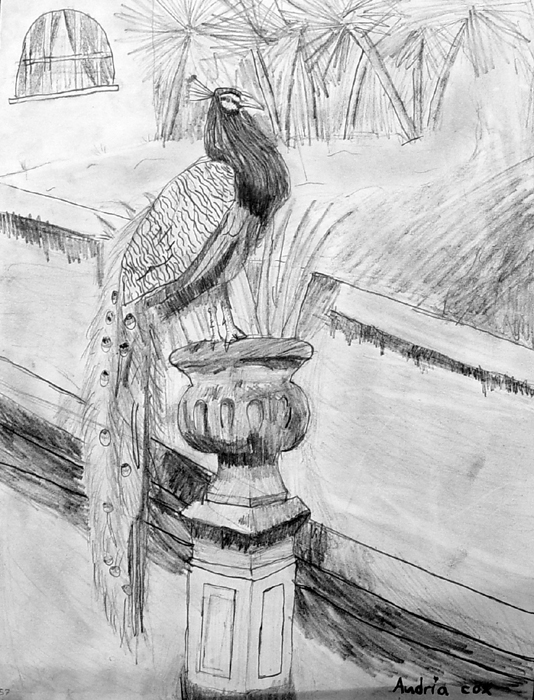 Peacock