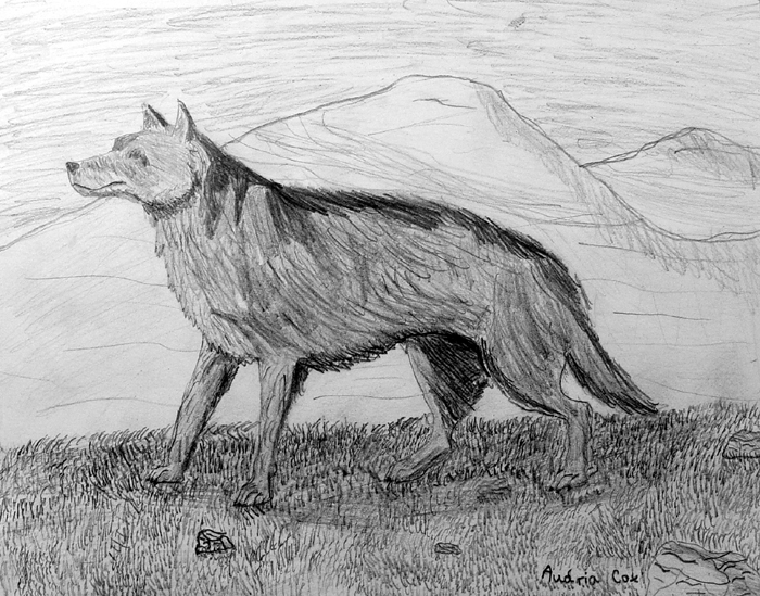 Wolf