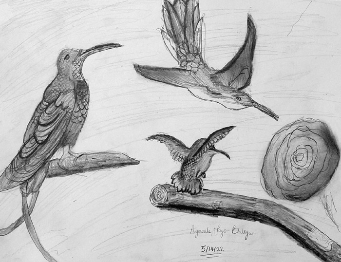 Birds