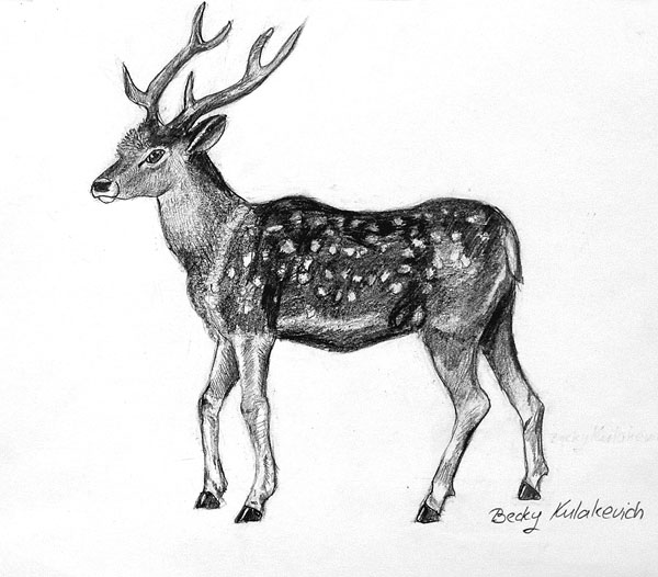 Deer